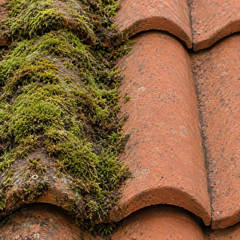 Close view of pantiles, moss on one half and clean clay on the other