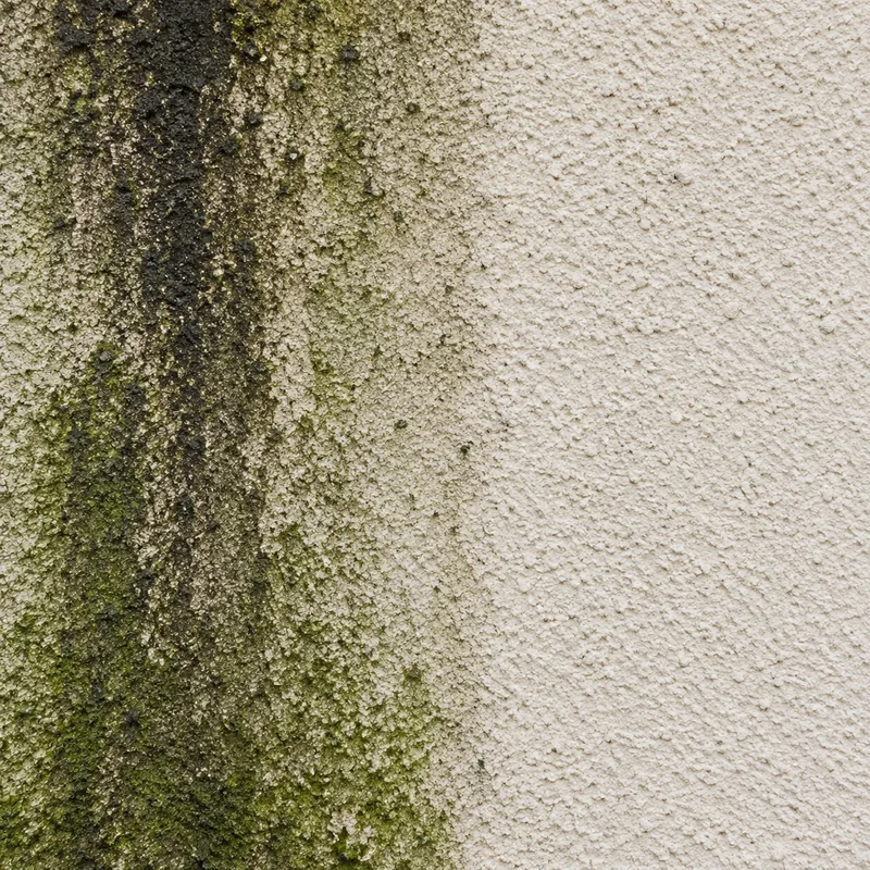 Black algae run off below a downpipe on cream render